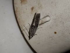 Sciota melanostyla