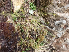 Carex archeri