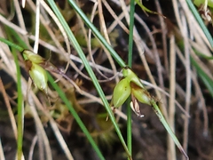 Carex archeri