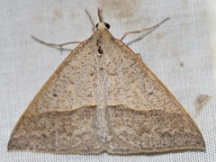 Epidesmia hypenaria