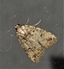 Tolpia conscitulana