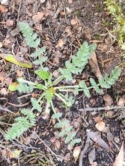 Chaerophyllum argenteum