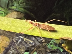 Sastrapada australica