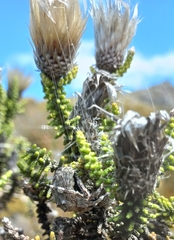 Caerostris sexcuspidata