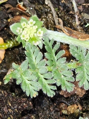 Chaerophyllum argenteum