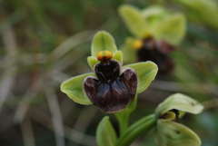 Ophrys bombyliflora