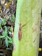 Sastrapada australica