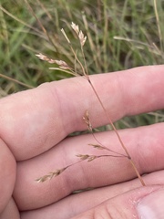 Poa morrisii