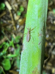 Sastrapada australica