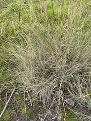 Poa morrisii