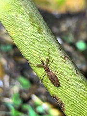 Sastrapada australica