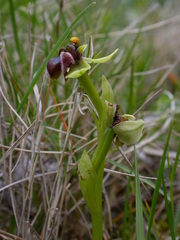 Ophrys bombyliflora