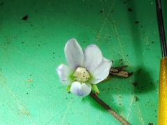 Viola curtisiae