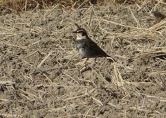 Turdus eunomus