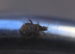 Aufeius impressicollis