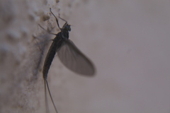 Callibaetis pictus