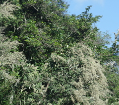 Tarchonanthus littoralis