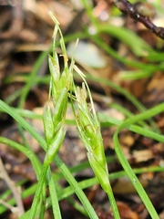 Carex austrotenella