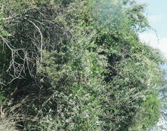 Tarchonanthus littoralis