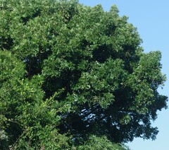 Harpephyllum caffrum