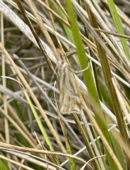 Hednota pleniferellus