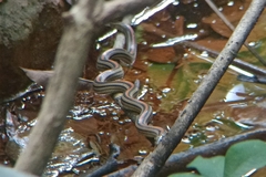 Oligodon octolineatus