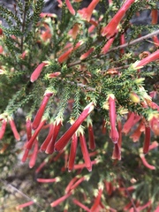 Erica versicolor