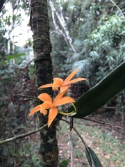 Cattleya harpophylla