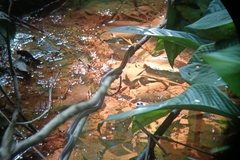 Oligodon octolineatus