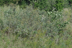 Berkheya bipinnatifida