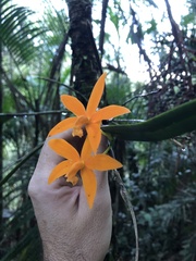 Cattleya harpophylla