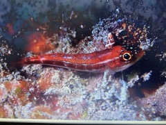 Helcogramma