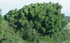 Harpephyllum caffrum