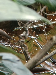 Oligodon octolineatus