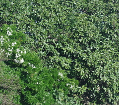 Ficus sur