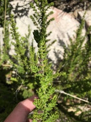 Prostanthera decussata