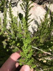 Prostanthera decussata
