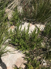 Prostanthera decussata