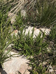 Prostanthera decussata