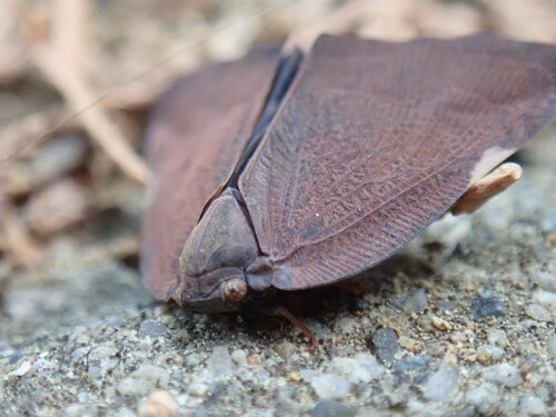 Brown Winged Plant Hopper