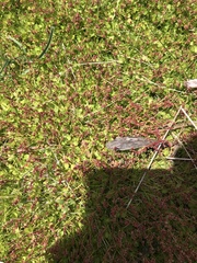 Gonocarpus micranthus