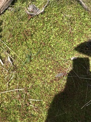 Gonocarpus micranthus