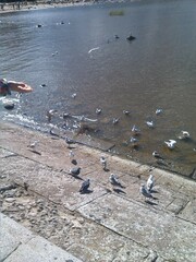 Chroicocephalus ridibundus