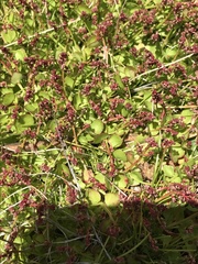 Gonocarpus micranthus