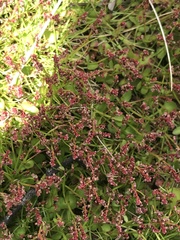 Gonocarpus micranthus