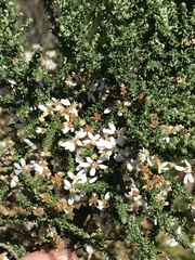 Olearia floribunda
