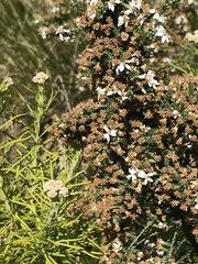 Olearia floribunda