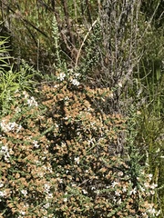 Olearia floribunda