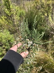 Olearia floribunda