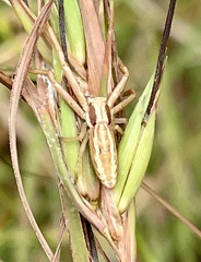 Runcinia acuminata